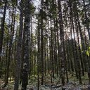 Ledwidge Lumber Company Ltd.